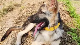 tiger the gsd puppy adventure