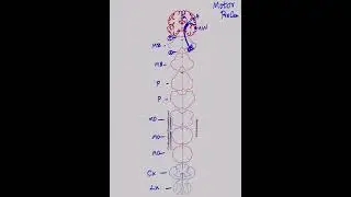 Corticospinal (Pyramidal) tract