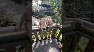 Smartest monkeys caught on camera| Hilarious compilation 2026 #shorts #funny #funnymoment #funnycute