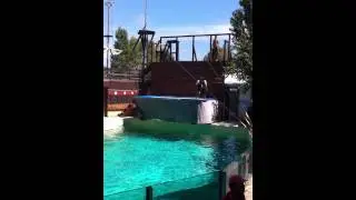 Il galeone dei tuffatori