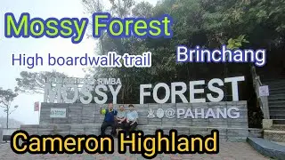 Mossy trail on a boardwalk , it is clean and comfortable , Mossy Forest Cameron Highland ,Malaysia.