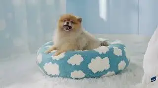 Round Dog Bed with Raised Edges Plush Round Donut Cat Nest with Anti-