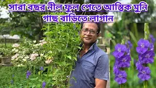 সারাবছর নীলফুল পেতে আস্তিকমুনি গাছ বাড়িতে লাগান||Stachytarpheta Indica Or Astick Muni Plant||