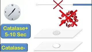 Catalase, Coagulase and Oxidase Tests