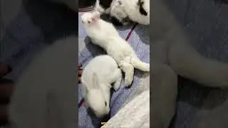 rabbit (thekua)🐇🐇🐇🐇🐇