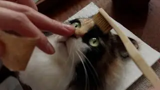 Check Meow-t! Japanese Woman Crafts Hyper-Realistic Cat Heads With Felt