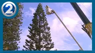 55-foot pine tree transported for city lights celebration: Kahala to Honolulu
