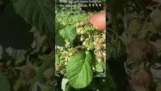 How to get more fruits on raspberry bush