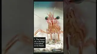 Some unique facts about 16 unique animal | #shorts | Facts 4U