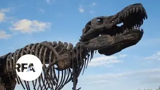 China&rsquo;s Building Boom Uncovers Dinosaur Fossils | Radio Free Asia (RFA)