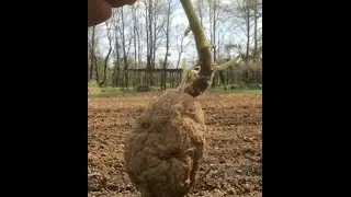 POTATO PLANTING - TIPS ON HOW TO DO IT  (OAG 2016)