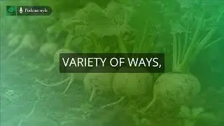 The Nutritional Benefits of Turnips Root Vegetables Explained