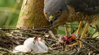 Sparrowhawk Chicks' First Feeds | Discover Wildlife | Robert E Fuller