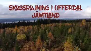 Skogsröjning