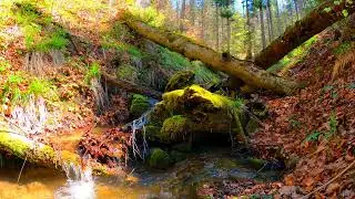 The Marvels of mother Nature. No Copyright Video