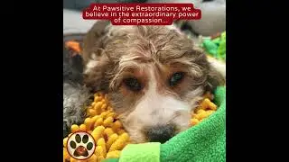 Help Pawsitive Restorations to save more lives on Colorado Gives Day, 12/5/23!