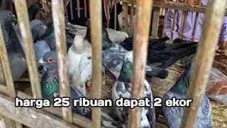 Pasar Merpati  Balap Kolong Tomprang Terlengkap Ada Harga 25 Ribuan 2 ekor, Pasar Merpati Pedesaan 