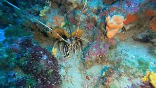 2021_425 #PedraDenRicaret #lloretdemar #tecdiving #buceotec #miboyayyo
