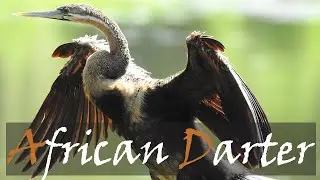 African Darter (Anhinga rufa) Bird Call & Video From Lake Panic Bird Hide | Stories Of The Kruger
