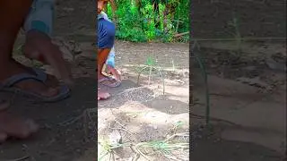 #creativetrap #pigeontrap #easytrap #popular #trending #bambooshoot #simpletrap #animaltrap #vairl