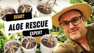 Dead Aloe? Plant Rescue by @OriginalGardening #gardening