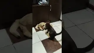 Фася и Оливка #разбойники #animals #забавныеживотные