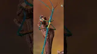 Quick Stick Insect Facts - The Sticky Soaring Stick - Animal a Day S Week #shorts