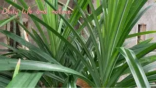 How To Grow Pandan Plant From Cutting | | Pandan Growing | Daily Life and Nature
