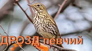 Дрозд певчий, 30 мин