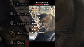 Ranking Funniest Dramatic Cat Moment