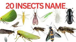 20 Insects Name With Sound & Pictures| Learn Insects Name For Toddler| 20 कीड़े -मकोड़ों के नाम |