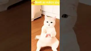 🥰AI CAT DANCING TRENDING SONG #shorts #trending #viral #cat #ai #dance #subscribe  #like#viralupdate