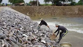Flooding Fishing 2022 - Best Catching & Catfish Swimming Up Water