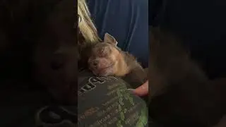 My dog is the best sleep buddy, snores and all! #dog #dogshorts #sleep #funnyshorts #doglover #dogs