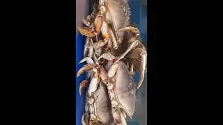 Alive crazy crab