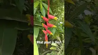 First time I saw this flower #shorts  #flowers  #amazingflowers