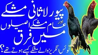 Differences between a Pure Ladhani Aseel Rooster and Cherry Black Mushka Aseel Rooster