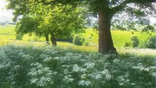 a slow living playlist 🍀 (reading, writing & studying)