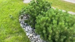 Мы используем бензиновые кусторезы а также ...