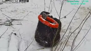 Медведь Мансур - Mansur the Bear (Летнее развлечение зимой!!)