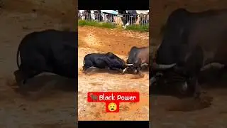 Crazy Powerful🔥 Desi Black Bull 🐃🐂😱🔥#shorts #shots #viralvideo #bull #india #china #usa #cow