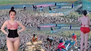 Duck stories | Harvesting eggs, people increase their profits by raising ducks