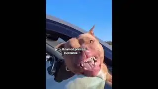 pitbull named cupcake and destroyer