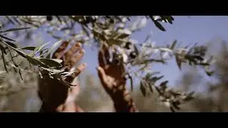 UMAMI - EXTRA VIRGIN OIL - English accent Voiceover by Chavres Dimitris