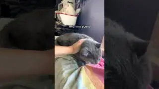 Rubbing Mr Cat, Smart Kitty Life #smartcat #mrcat #catlover