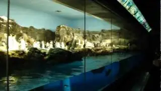 Penguin Encounter - SeaWorld Orlando