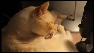 ASMR Cat Purring, Grooming & Massage - No Talking