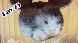 Roborovski Dwarf Hamster Baby Growing Up | Hamster Survival 🐹42