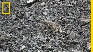 Snow Leopards Tagged in Afghanistan &mdash; A First | National Geographic