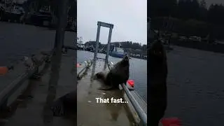 Wonder what it's like to be chase by a giant sea lion? #sealions #kodiak #alaska alaska #fisherman